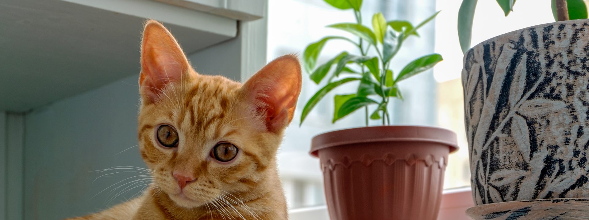 Dlaczego okna aluminiowe są ekologiczne?